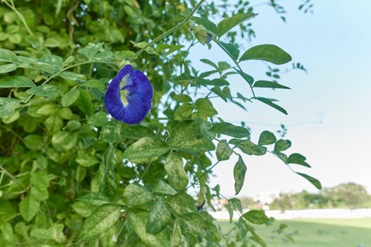 Asian Pigeonwings or Clitoria ternatea is a violet flower with green leafs have sky and park as background and copy space. Food with vegetarian and healthy concepts photography.