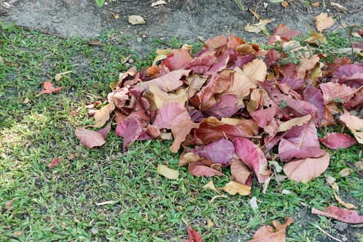 Close up pile colorful dry leaves on grass in garden as background. Cleaning works concept.