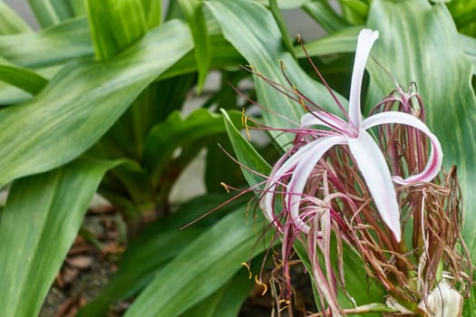 Crinum amabile donn, Crinum lily or Giantlily with blur green leaves as background in garden and copy space.