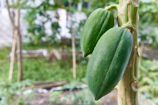 Close up green papaya fruit on tree have blur and bokeh of garden as background with copy space.