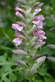 Balkan bears breeches flower - Latin name - Acanthus hungaricus (Acanthus balcanicus)