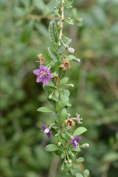 Chinese boxthorn purple flower - Latin name - Lycium chinense