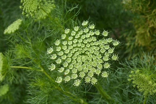 Toothpick bullwort Blutenball - Latin name - Ammi visnaga Blutenball