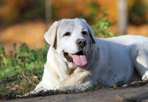 a nice yellow labrador in the park in autumn