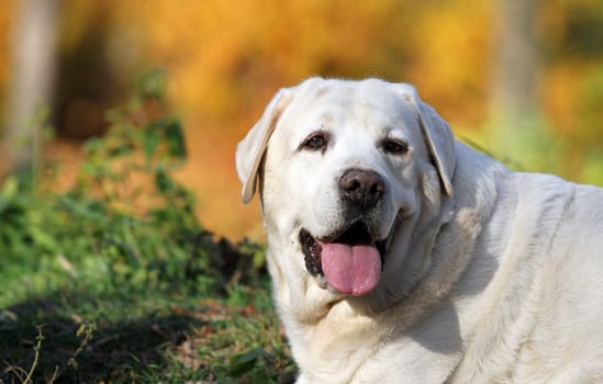 nice yellow labrador in the park in autumn