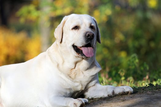 the nice yellow labrador in the park in autumn