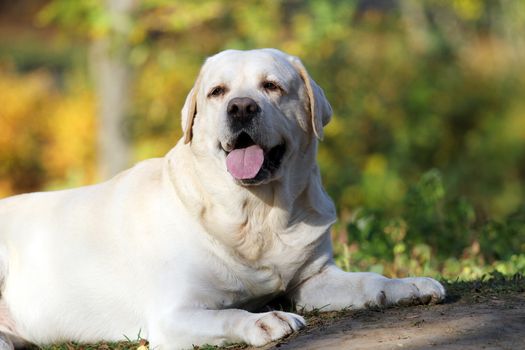 the sweet nice yellow labrador in the park in autumn