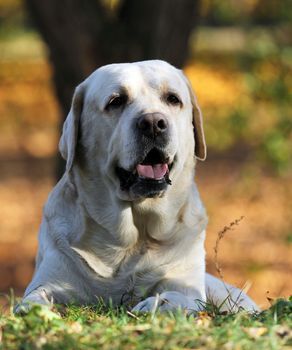 a sweet nice yellow labrador in the park in autumn