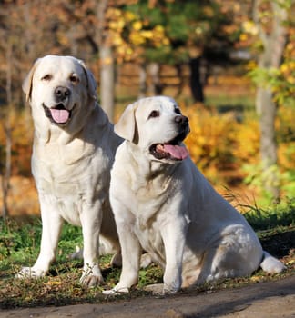 two nice yellow labradors in the park in autumn