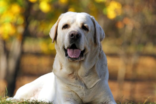 sweet nice yellow labrador in the park in autumn