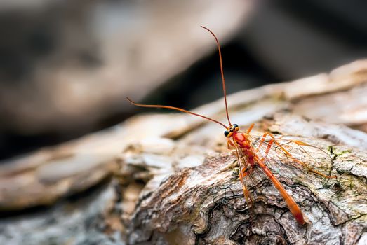 A photograph showing an Ichneumon Wasp (Ophion luteus). This wasp was retrieved form our moth trap and set free. Still a little dazed form its overnight slumber, allowed time to photograph it as it moved about inspecting the area, probably for a host caterpillar, to lay its eggs in.