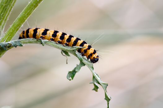 Photographed in the Sefton dunes at Formby. This caterpillar of the Cinnabar moth is making its way through its favourite food source, ragwort.