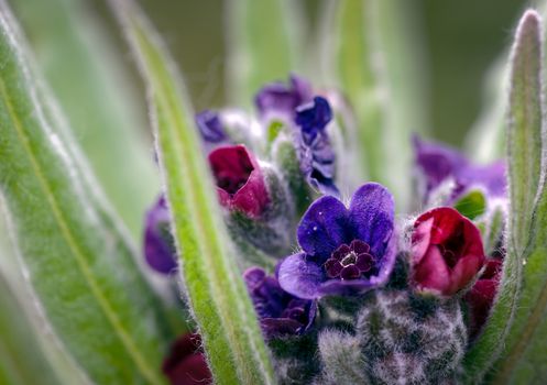 Close up of Hound's-tongue (Cynoglossum officinale) colourful flowers in their typical habitat of the sand dunes, Formby, Sefton. The hounds tongue plant emits a stench similar to the smell of a rats nest (hence the name rats and mice). For this reason it used to be planted around houses to keep rats and mice away, and was used on boats for the same reason.