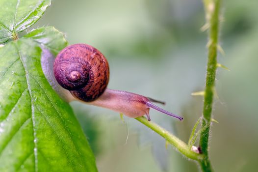 Copse Snail  (Arianta arbustorum) on vegetation in transit looking for better and safer feeding.