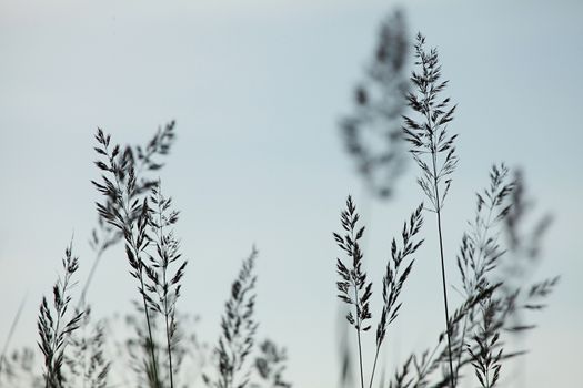 Silhouettes of few bents on the light  blue sky background in Latvia.