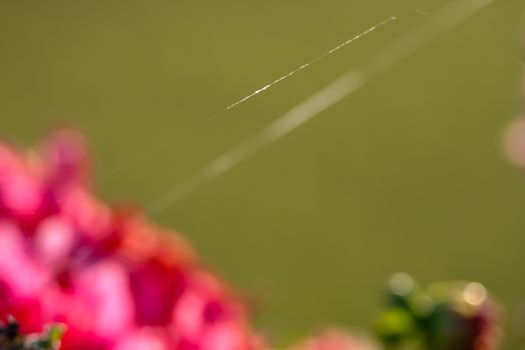 Abstract background with  blurry dahlia and spider web. Dahlia is tuberous-rooted plant of daisy family, which is cultivated for its brightly coloured single or double flowers.