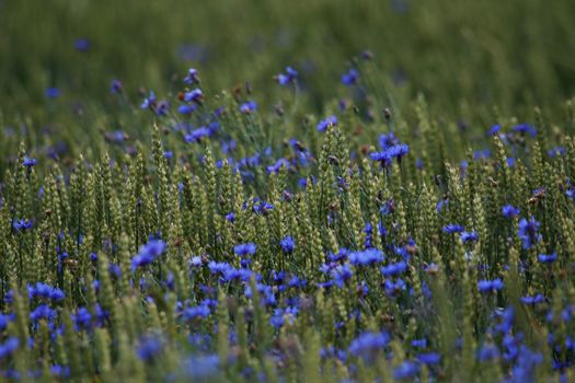 Cornflowers. Blooming flowers. Cornflowers on a green grass. Meadow with flowers. Wild flowers. Nature flower. Flowers on field. 