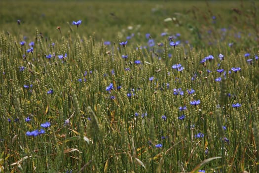 Cornflowers. Blooming flowers. Cornflowers on a green grass. Meadow with flowers. Wild flowers. Nature flower. Flowers on field. 