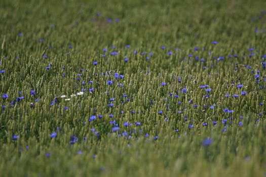 Cornflowers. Blooming flowers. Cornflowers on a green grass. Meadow with flowers. Wild flowers. Nature flower. Flowers on field. 