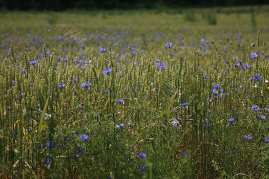 Cornflowers. Blooming flowers. Cornflowers on a green grass. Meadow with flowers. Wild flowers. Nature flower. Flowers on field. 