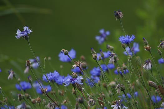 Cornflowers. Blooming flowers. Cornflowers on a green grass. Meadow with flowers. Wild flowers. Nature flower. Flowers on field. 