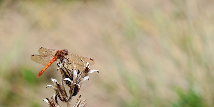 A common darter dragonfly (Sympetrum striolatum) resting on some dead vegetation whilst on the look out for prey and guarding his territory.