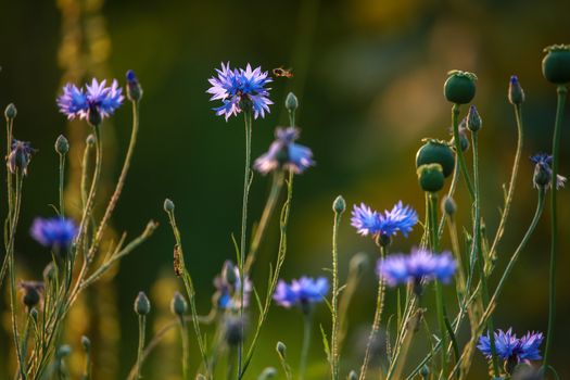 Cornflowers and poppies on a green grass. Blooming flowers. Meadow with cornflowers and poppies. Wild flowers. Nature flower. Poppy seed boxes on field. 
