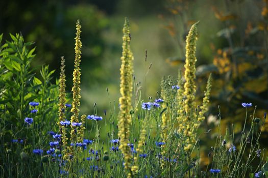 Cornflowers. Blooming flowers. Cornflowers on a green grass. Meadow with flowers. Wild flowers. Nature flower. Flowers on field. 