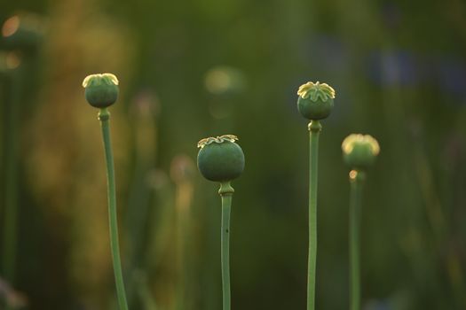 Four poppy seed boxes on background of green meadow. 