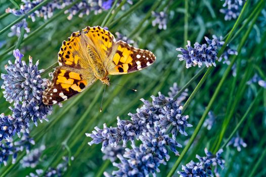 This is an image of the Painted lady butterfly, Vanessa (Cynthia) cardui or simply Vanessa cardui, feeding (nectaring) on lavender. In America it is known as the Cosmopolitan Butterfly and has one of the best global distributions of all the butterflies.
In the autumn the offspring migrate back and in the case of the arctic explorers this can be a round trip of up to about 9 000 miles, taking in several generations.