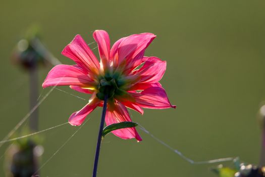 Background with  pink dahlia and spider web. Dahlia is tuberous-rooted plant of daisy family, which is cultivated for its brightly coloured single or double flowers.