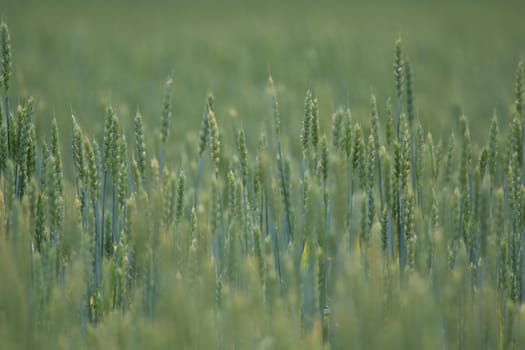 Background created with a close up of a cereal field in Latvia. Cereal grain used for food, wheat, maize, or rye.