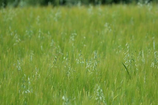 Background created with a close up of a cereal field in Latvia. Cereal grain used for food, wheat, maize, or rye.
