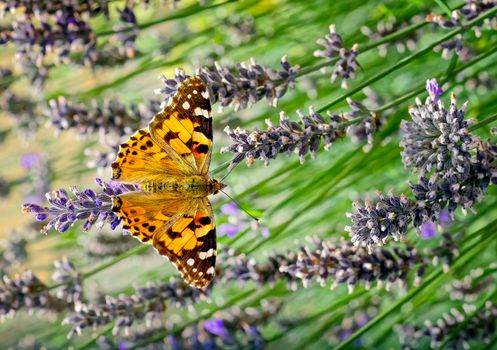 This is an image of the Painted lady butterfly, Vanessa (Cynthia) cardui or simply Vanessa cardui, feeding (nectaring) on lavender. In America it is known as the ÔCosmopolitan ButterflyÕ and has one of the best global distributions of all the butterflies.
In the autumn the offspring migrate back and in the case of the arctic explorers this can be a round trip of up to about 9 000 miles, taking in several generations.
