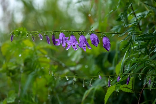 Blue flowers on field. Violet blooming flowers on a green grass. Meadow with rural flowers. Wild flowers. Nature flower.