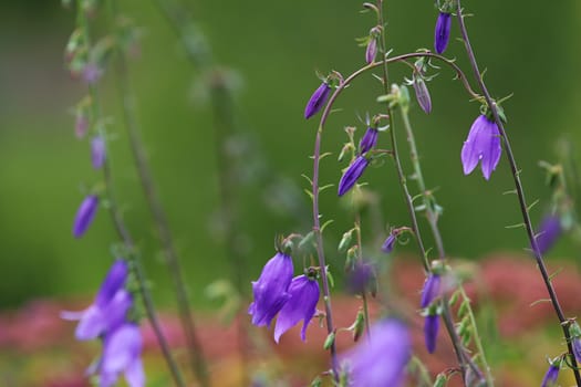 Blue flowers on field. Violet blooming flowers on a green grass. Meadow with rural flowers. Wild flowers. Nature flower. 