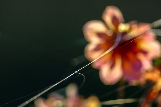 Background with  blurry dahlia and spider web. Dahlia is tuberous-rooted plant of daisy family, which is cultivated for its brightly coloured single or double flowers.