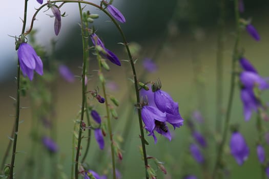 Blue flowers on field. Violet blooming flowers on a green grass. Meadow with rural flowers. Wild flowers. Nature flower.