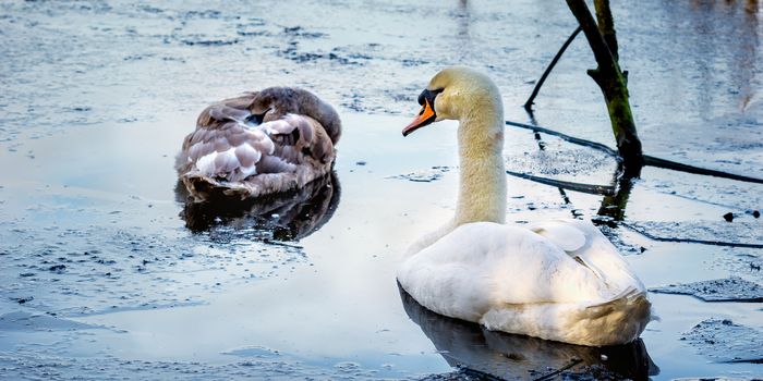 A male mute swan watches over his young offspring, on a cold icy pond early one morning.