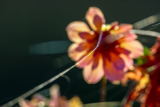 Background with  blurry dahlia and spider web. Dahlia is tuberous-rooted plant of daisy family, which is cultivated for its brightly coloured single or double flowers.