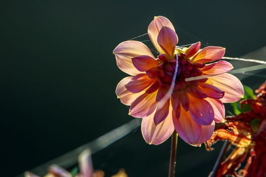 Background with  dahlia and spider web. Dahlia is tuberous-rooted plant of daisy family, which is cultivated for its brightly coloured single or double flowers.