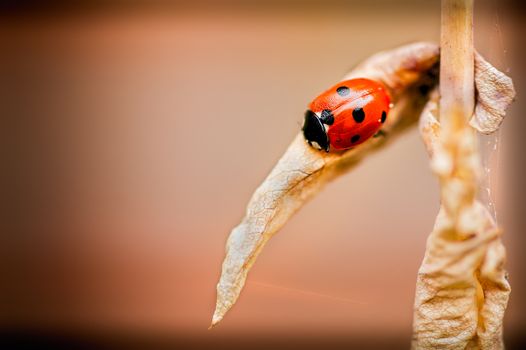 Photographed early morning against a brick wall with a wide aperture to blur the background. A play of red on shades of
red.