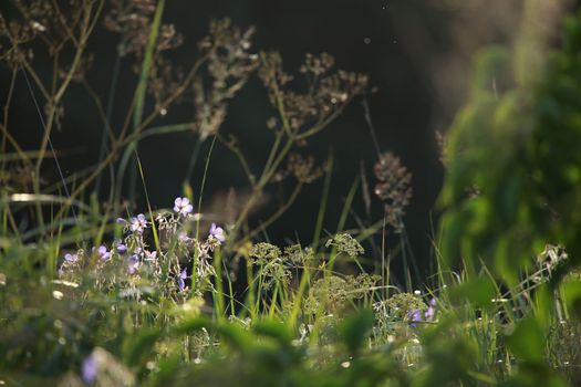 Blue flowers on field. Violet blooming flowers on a green grass. Meadow with rural flowers. Wild flowers. Nature flower.