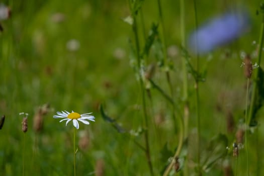 Daisy flowers. Blooming flowers. Daisy flower on a green grass. Meadow with flowers. Wild flowers. Nature flower. One daisy flower on field. Daisy is small grassland plant which has flowers with yellow disc and white rays.

