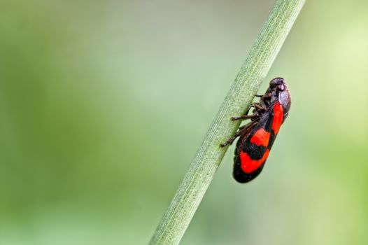 A photograph of a true bug. This is the Red & Black Froghopper known as Cercopis vulnerata. These are plant feeding bugs that get the name hopper from the adults ability to make powerful leaps. The hoppers are perhaps best known for their nymphal stage and observed as cuckoo spit and thus often referred to as spittle bugs.