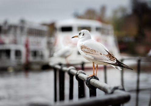 An urban black-headed gull in its first winter plumage, on the lookout for scraps of food, alongside the river dee.