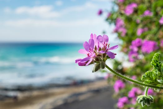 Flower in sunshine on the Spanish island Fuerteventura