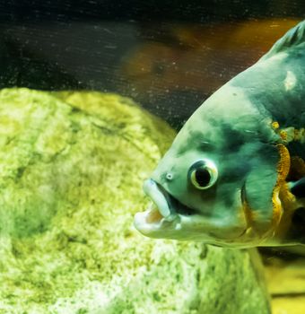 tiger oscar fish head in close up with open mouth, a funny portrait of a tropical aquarium pet from the south of America