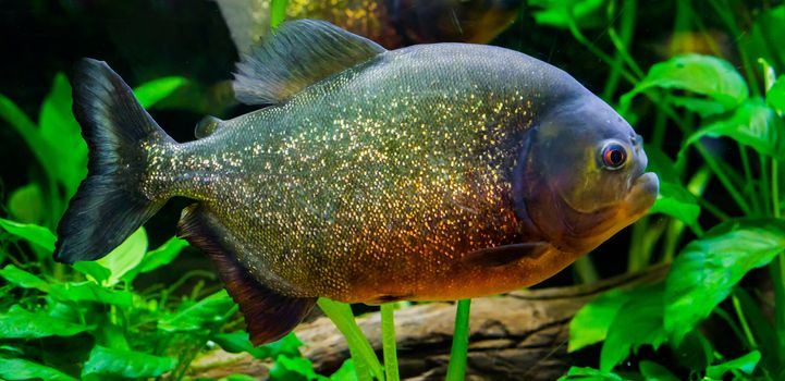 a closeup of a red bellied piranha, a colorful fish with glittery scales in the colors gold,orange and red.