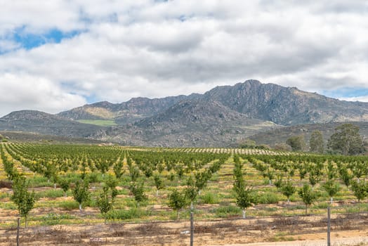 Wild flowers and citrus orchards near Citrusdal in the Western Cape Province